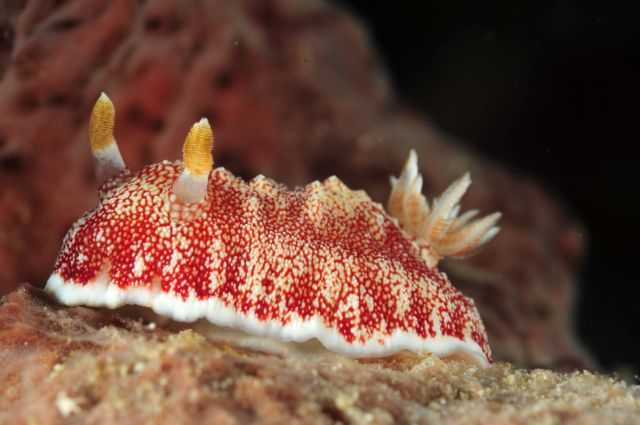 Ερμαφρόδιτο σαλιγκάρι προτιμά τα πέη μίας χρήσης